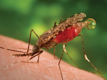 Anopheles dirus; main vector in the Greater Mekong Subregion.