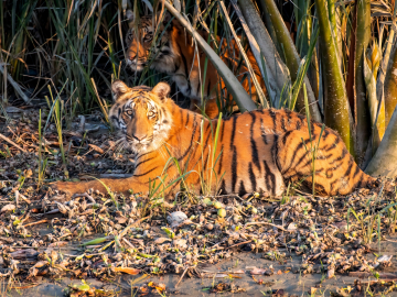 A photo of a pair of Royal Bengal Tigers in the Sundarbans. Photo by Dr. Niaz Abdur Rahman.