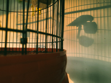 Sunlight streams through a bird cage, casting a shadow of bird against a wall.