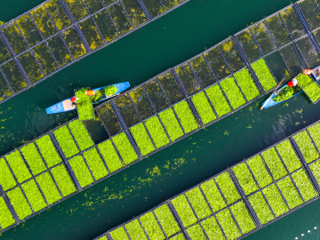 Aerial view of workers growing water spinach on ecological floating beds at Chun'an County in Hangzhou, Zhejiang Province of China.
