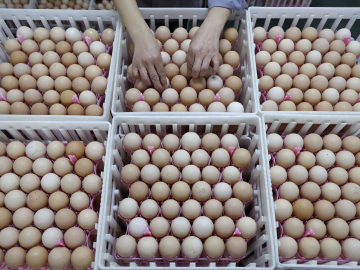 seen from above, a pair of hands arrange dozens of eggs in cartons