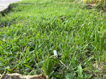 A cigarette lying on the grass.