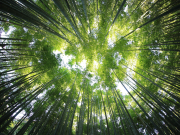A view of a forest canopy, as seen from the forest floor.