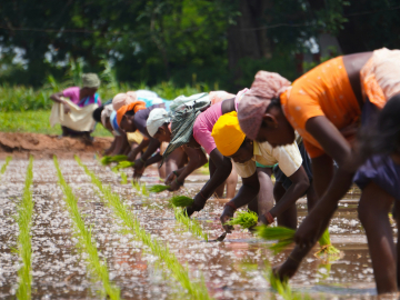 Women farm workers in Palacode, Tamil Nadu, India.