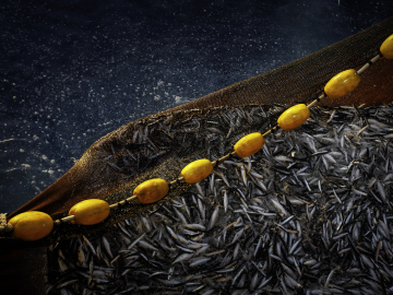 Sardines in a fishing net.