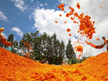 Workers toss bright orange marigolds into the air, against a bright blue sky.