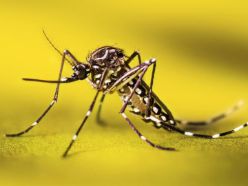 A resting female Aedes aegypti mosquito, close-up, against a yellow background.