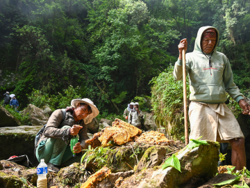 Honey hunters from the Gurung ethnic community harvest honeycombs from a cliff in Nepal’s Lamjung district on June 9, 2024.