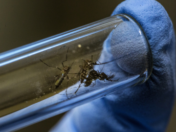 Close-up of a blue-gloved lab technician's finger holding up a test tube with Aedes aegypti mosquitoes