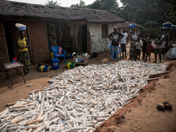 Cassava is dried and sold alongside the roads outside of Kahemba.