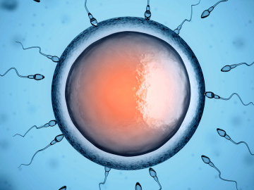 Sperm swimming toward egg