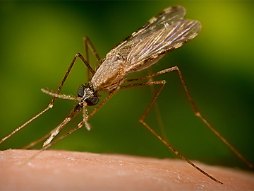 An minimus mosquito