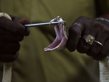An Indian snake catcher—whose skills are crucial for the production of anti-venom—displays the fangs of a Russell’s Viper at a venom extraction center in Chennai on November 11,2016.
