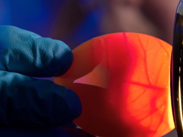A CDC scientist demonstrates a lab technique called “candling,” to gauge the egg's suitability for use in growing flu viruses. Image: CDC/ Robert Denty