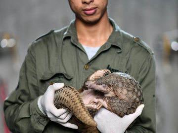 A pangolin, the world’s most trafficked mammal, at a conservation site in Ninh Binh, Vietnam, September 14, 2020. Vietnam has vowed to crack down on the illegal wildlife trade often blamed for the COVID-19 pandemic.  Image: Manan Vatsyayana/AFP/Getty
