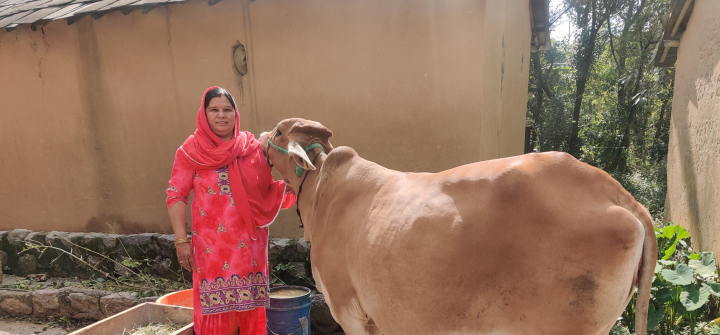 Veena Dhiman, a farmer-trainer from Nagrota Bagwan, with one of the indigenous cows she purchased to replace her jersey cows when she shifted to natural farming methods. 