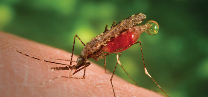 Anopheles dirus; main vector in the Greater Mekong Subregion. 