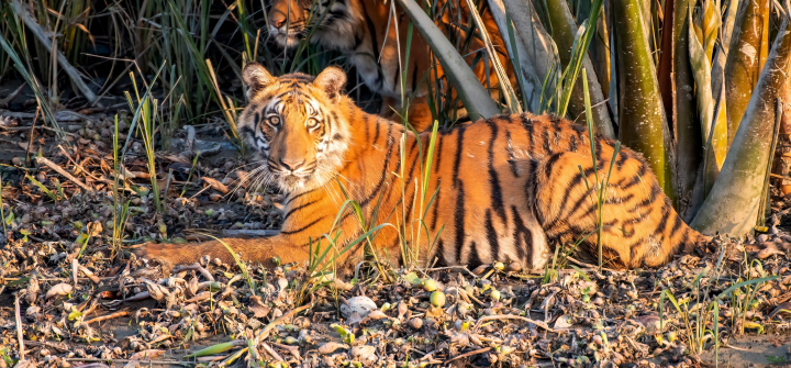 A photo of a pair of Royal Bengal Tigers in the Sundarbans. Photo by Dr. Niaz Abdur Rahman.