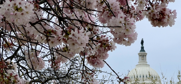 The dome of the US Capitol visible through pink and white cherry blossom branches against a blue sky in Washington, DC, on March 27, 2023.