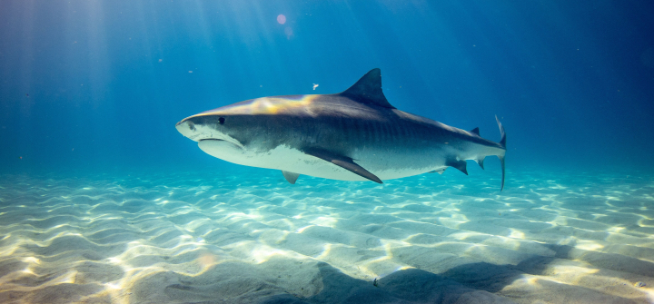 A shark swimming through water.