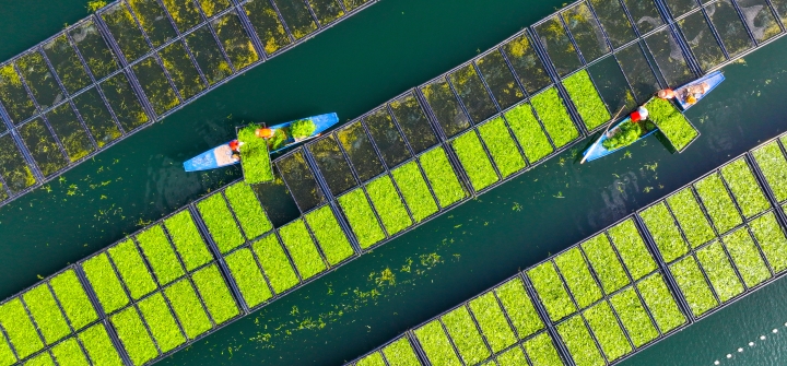 Aerial view of workers growing water spinach on ecological floating beds at Chun'an County in Hangzhou, Zhejiang Province of China.