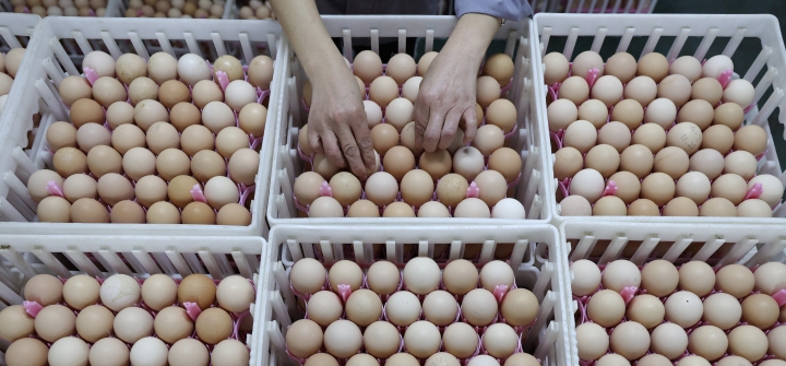 seen from above, a pair of hands arrange dozens of eggs in cartons  