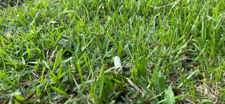 A cigarette lying on the grass.