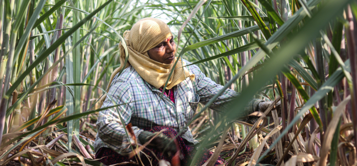 Farm worker Sunita Nikam sits in a field in Kurundvad, India. 