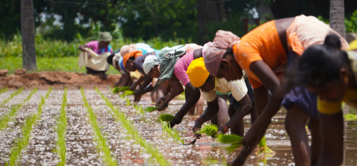 Women farm workers in Palacode, Tamil Nadu, India.