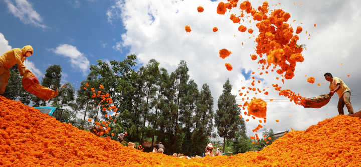 Workers toss bright orange marigolds into the air, against a bright blue sky.