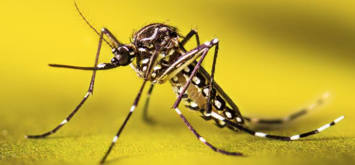 A resting female Aedes aegypti mosquito, close-up, against a yellow background.