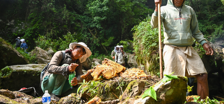 Honey hunters from the Gurung ethnic community harvest honeycombs from a cliff in Nepal’s Lamjung district on June 9, 2024. 