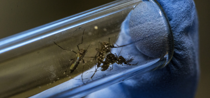 Close-up of a blue-gloved lab technician's finger holding up a test tube with Aedes aegypti mosquitoes