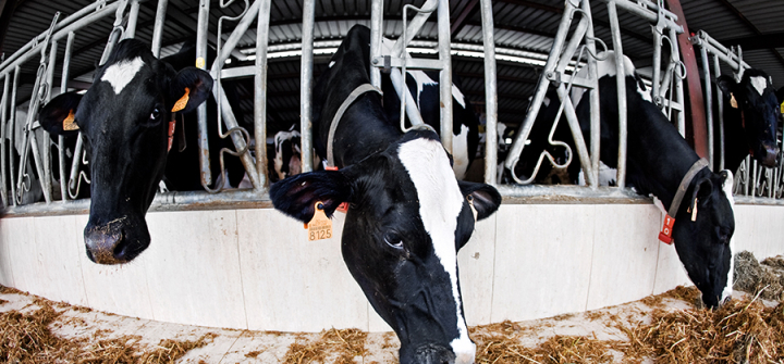 Crowded cows