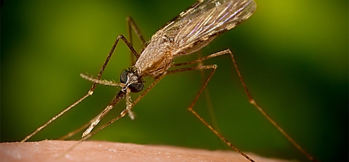An minimus mosquito