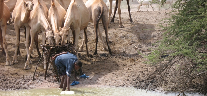 Camels at a watering hole in Kenya