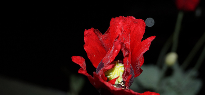 Papaver somniferum: the opium poppy, which produces morphine, thebain and codeine naturally. 
