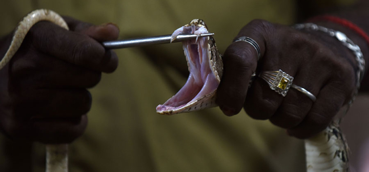 An Indian snake catcher—whose skills are crucial for the production of anti-venom—displays the fangs of a Russell’s Viper at a venom extraction center in Chennai on November 11,2016. 