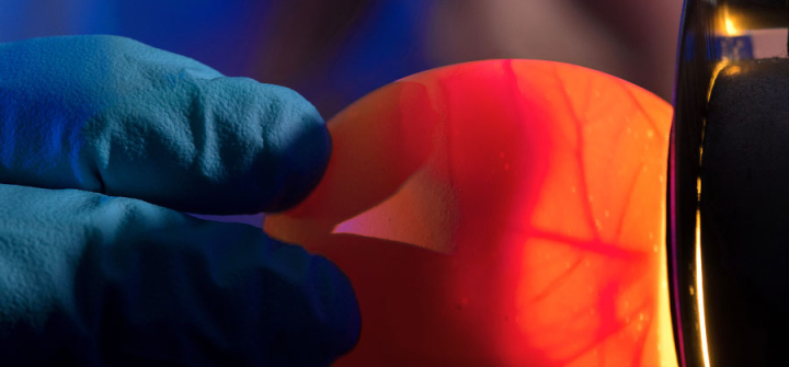 A CDC scientist demonstrates a lab technique called “candling,” to gauge the egg's suitability for use in growing flu viruses. Image: CDC/ Robert Denty