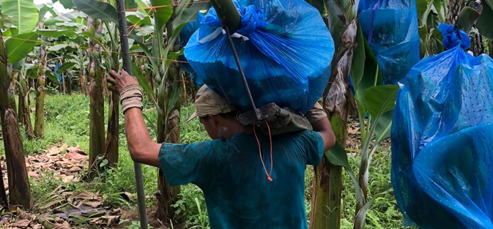 Costa Rican farmworker harvesting bananas covered in insecticidal bags.Costa Rican farmworker harvesting bananas covered in insecticidal bags. Image: Madison Stewart