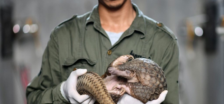 A pangolin, the world’s most trafficked mammal, at a conservation site in Ninh Binh, Vietnam, September 14, 2020. Vietnam has vowed to crack down on the illegal wildlife trade often blamed for the COVID-19 pandemic.  Image: Manan Vatsyayana/AFP/Getty  
