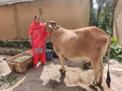 Veena Dhiman, a farmer-trainer from Nagrota Bagwan, with one of the indigenous cows she purchased to replace her jersey cows when she shifted to natural farming methods. 