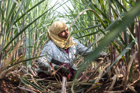 Farm worker Sunita Nikam sits in a field in Kurundvad, India. 