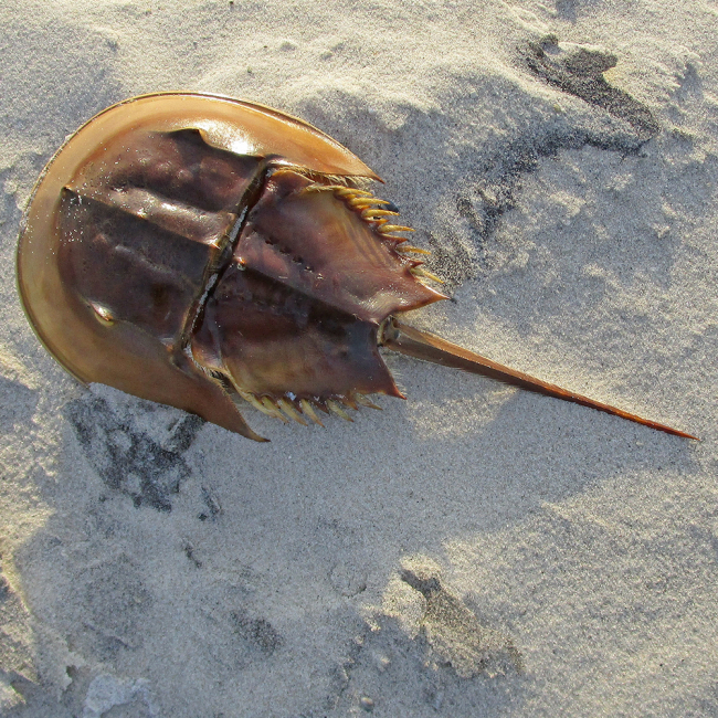 horseshoe crab taxonomy