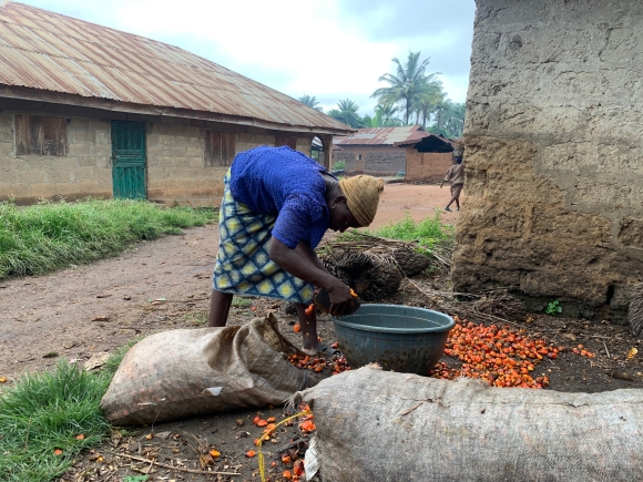 A woman sorts bunches of palm fruits—the first step in the red oil business. Abiodun Jamiu