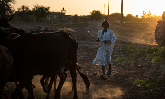 Boy wearing white tunic herding cows
