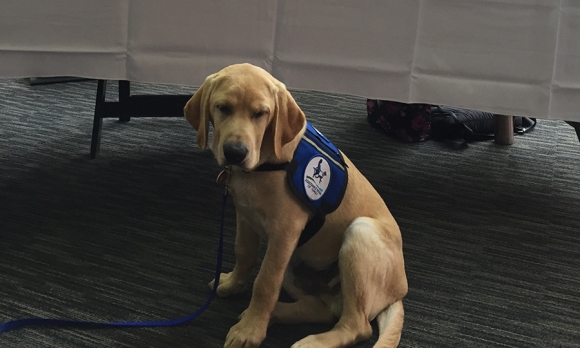Mac, from Assistance Dogs of Hawaii, held court in front of GHN's Unite for Sight Exhibit Booth. Mac, will you be GHN's mascot? Image courtesy of Cate Dorr, founder and director of Facility Dogs International, who brought Mac to the conference.