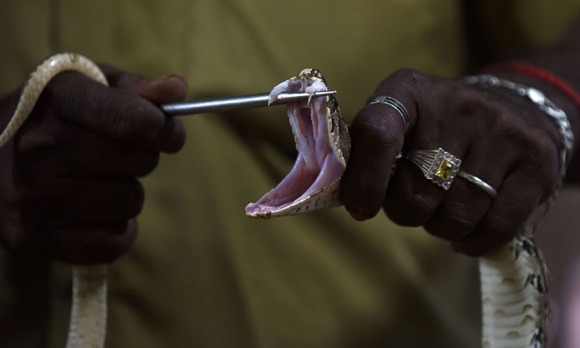 An Indian snake catcher—whose skills are crucial for the production of anti-venom—displays the fangs of a Russell’s Viper at a venom extraction center in Chennai on November 11,2016. 