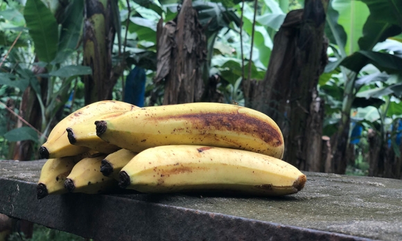 Naturally grown bananas from Rio Sixaola's "Bananas Growing in the Forest." Image: Madison Stewart